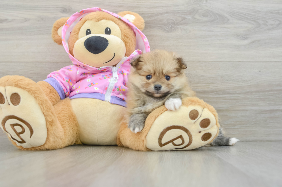 6 week old Pomeranian Puppy For Sale - Lone Star Pups