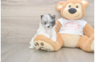 Akc Registered Pomeranian Baby