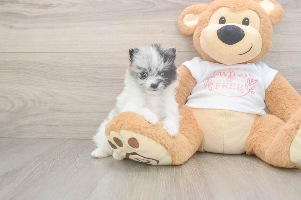 5 week old Pomeranian Puppy For Sale - Lone Star Pups