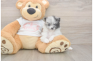 Pomeranian Puppy for Adoption