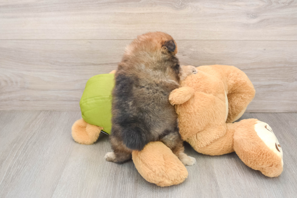 Adorable Pom Purebred Puppy