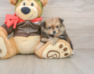 8 week old Pomeranian Puppy For Sale - Lone Star Pups
