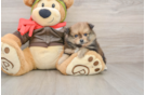 Petite Pom Pom Purebred Puppy