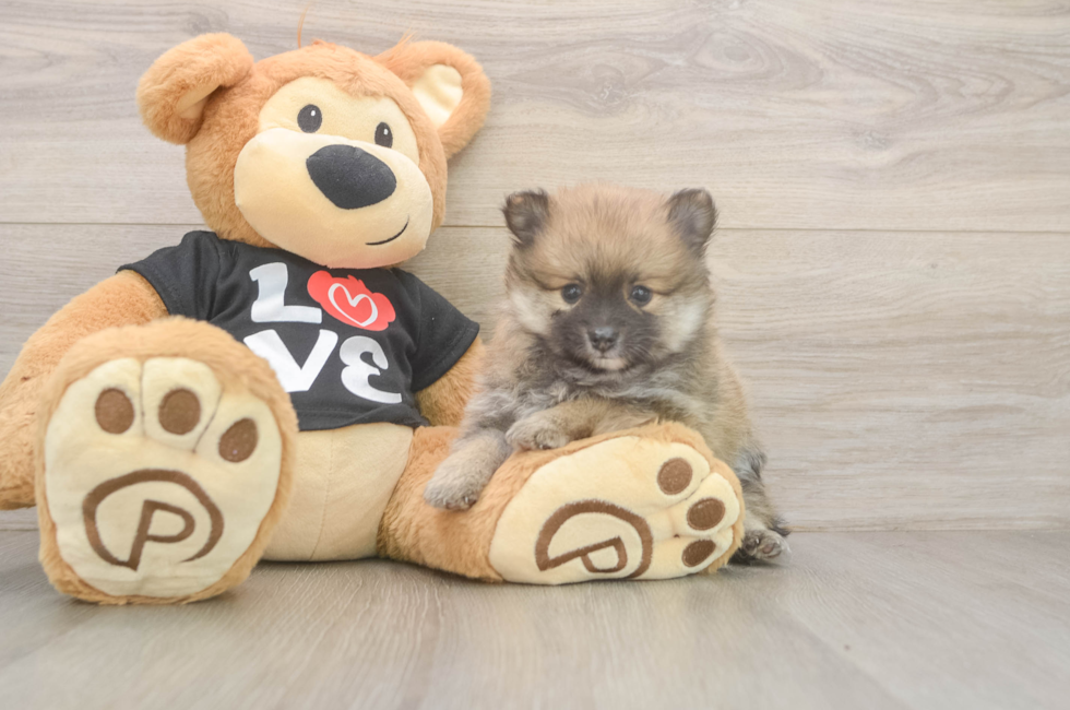 5 week old Pomeranian Puppy For Sale - Lone Star Pups