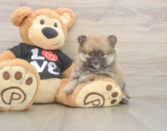8 week old Pomeranian Puppy For Sale - Lone Star Pups 8 week old Pomeranian Puppy For Sale - Lone Star Pups