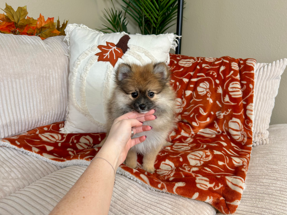 Pomeranian Pup Being Cute