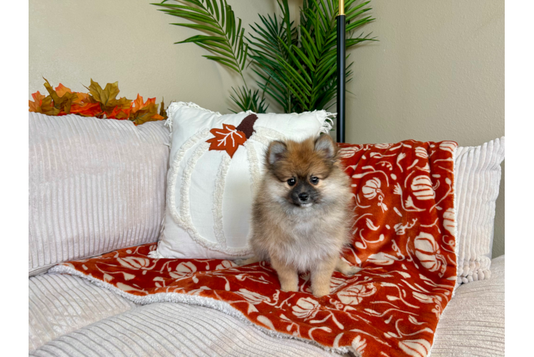 Best Pomeranian Baby