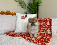9 week old Pomeranian Puppy For Sale - Lone Star Pups