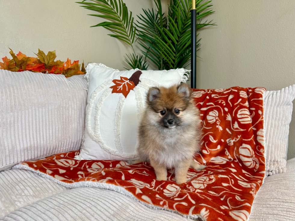 Best Pomeranian Baby