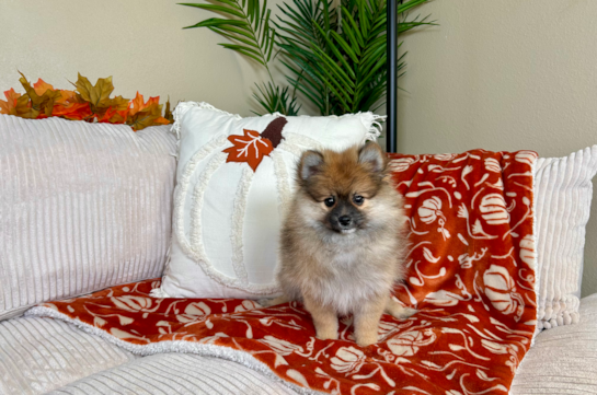 Best Pomeranian Baby