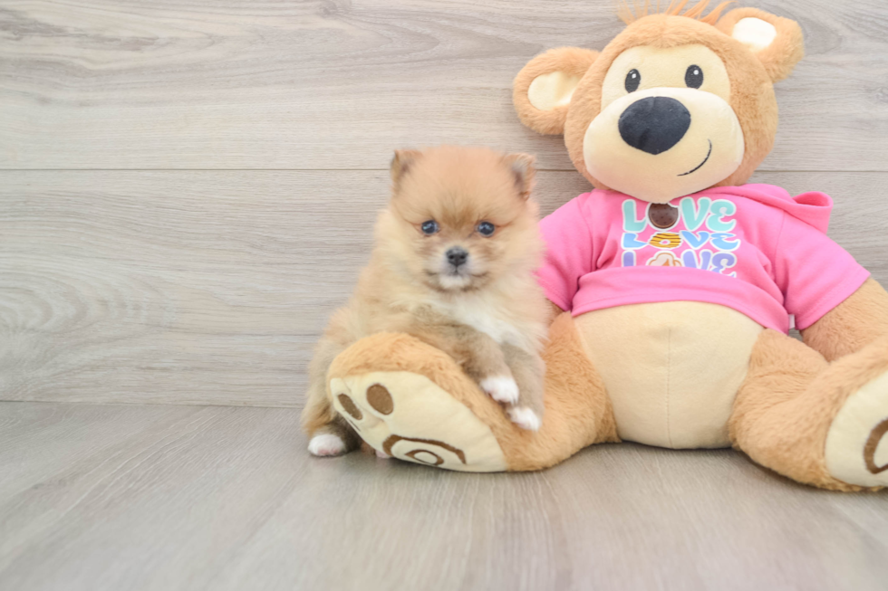 Pomeranian Puppy for Adoption