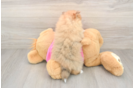 Little Pomeranian Baby