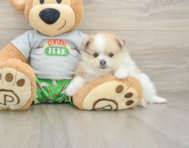 8 week old Pomeranian Puppy For Sale - Lone Star Pups