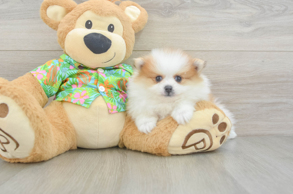 6 week old Pomeranian Puppy For Sale - Lone Star Pups