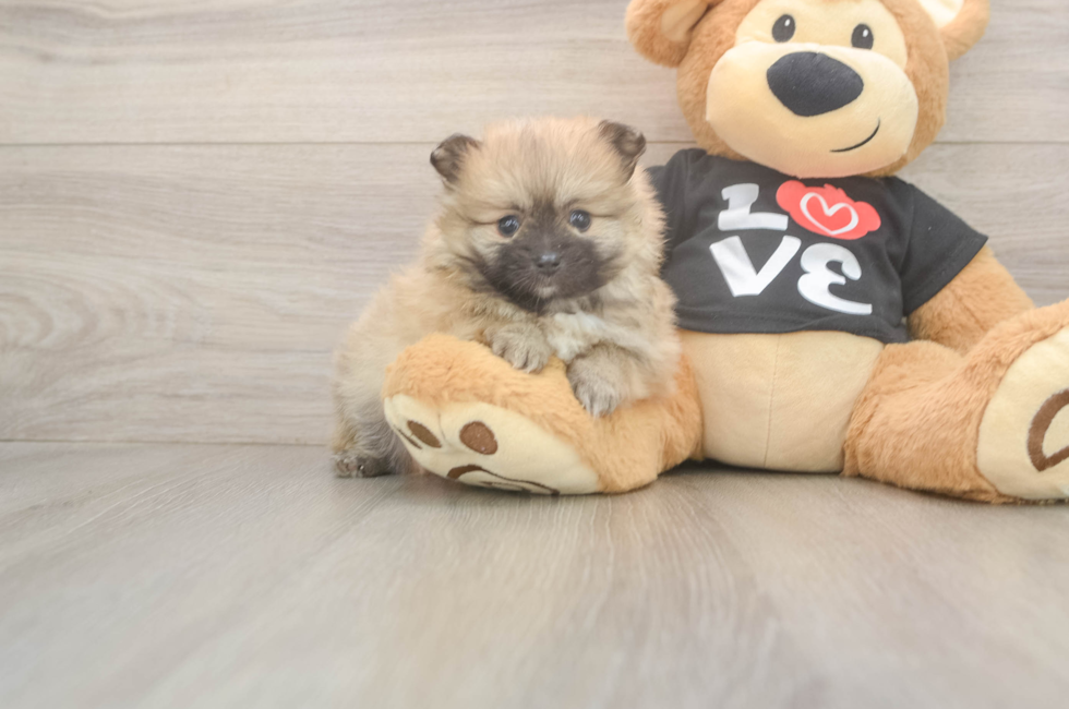 5 week old Pomeranian Puppy For Sale - Lone Star Pups