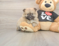 8 week old Pomeranian Puppy For Sale - Lone Star Pups 8 week old Pomeranian Puppy For Sale - Lone Star Pups
