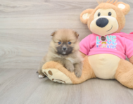 7 week old Pomeranian Puppy For Sale - Lone Star Pups