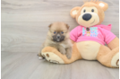 Pomeranian Pup Being Cute