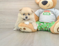8 week old Pomeranian Puppy For Sale - Lone Star Pups