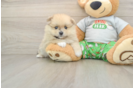Cute Pom Purebred Puppy