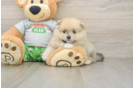 Best Pomeranian Baby