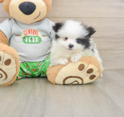 7 week old Pomeranian Puppy For Sale - Lone Star Pups