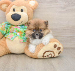 9 week old Pomeranian Puppy For Sale - Lone Star Pups