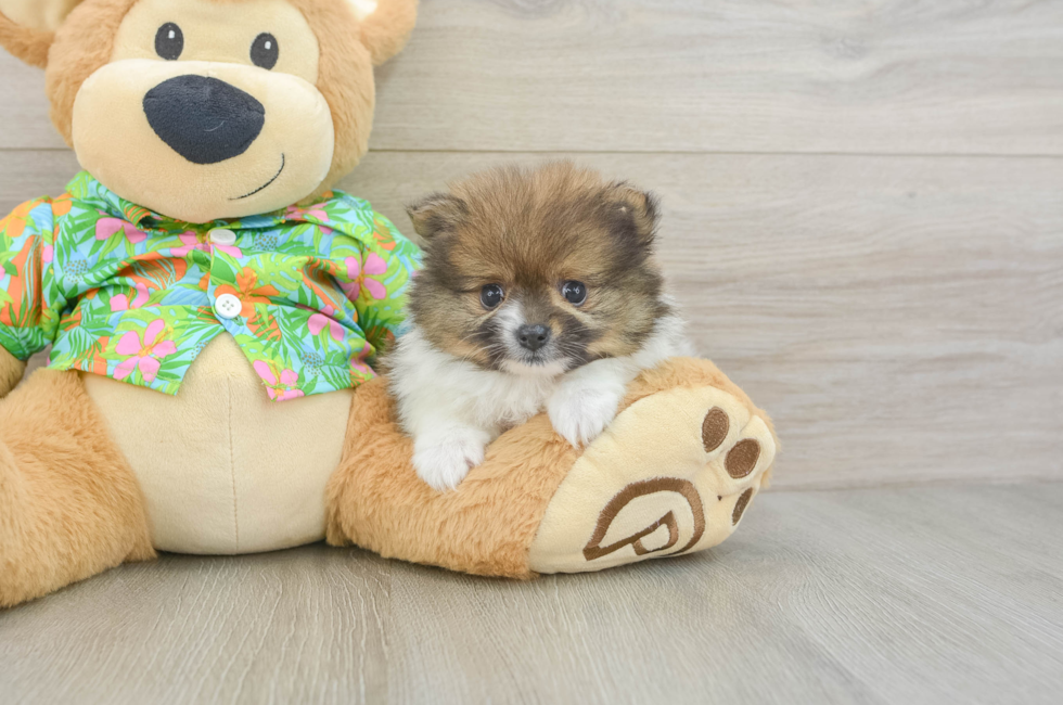 6 week old Pomeranian Puppy For Sale - Lone Star Pups