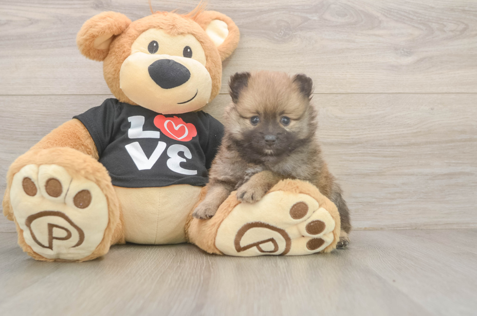 5 week old Pomeranian Puppy For Sale - Lone Star Pups