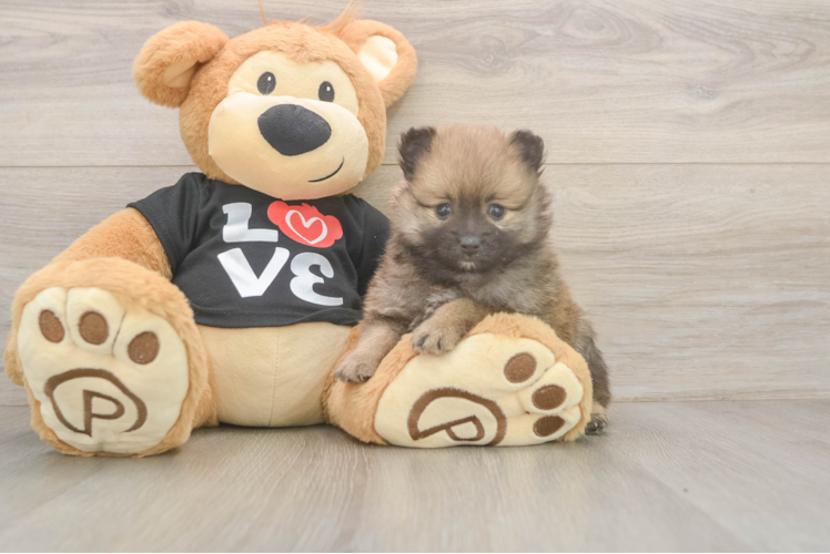 Meet Ryan - our Pomeranian Puppy Photo  1/3 - Lone Star Pups Small Pomeranian Baby