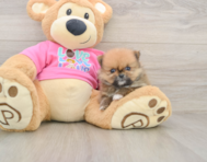 7 week old Pomeranian Puppy For Sale - Lone Star Pups