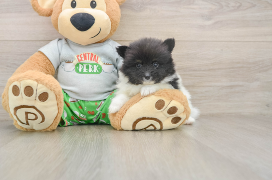 RYAN, a Pomeranian littermate