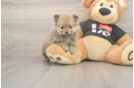 Pomeranian Pup Being Cute