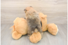 Akc Registered Pomeranian Purebred Pup