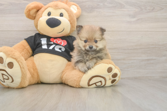 Pomeranian Pup Being Cute