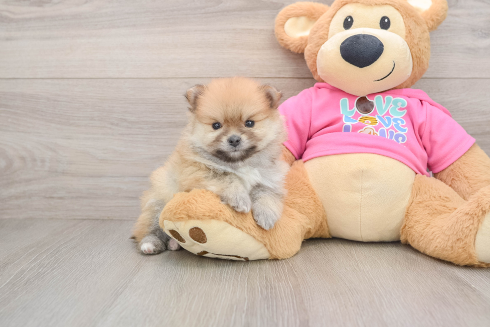 Best Pomeranian Baby