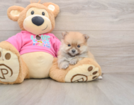 8 week old Pomeranian Puppy For Sale - Lone Star Pups