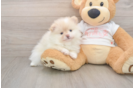 Pomeranian Puppy for Adoption