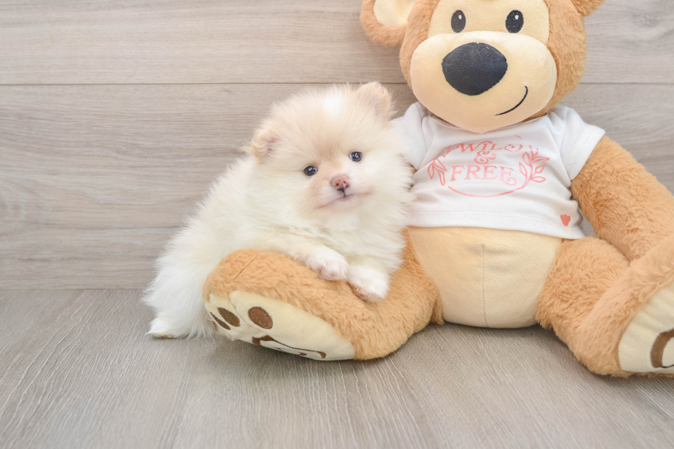 Pomeranian Puppy for Adoption