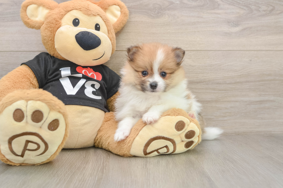Hypoallergenic Pomeranian Baby