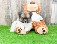 10 week old Pomeranian Puppy For Sale - Lone Star Pups