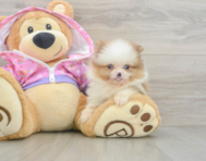9 week old Pomeranian Puppy For Sale - Lone Star Pups