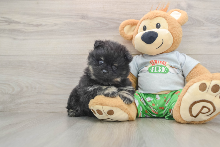 Pomeranian Puppy for Adoption