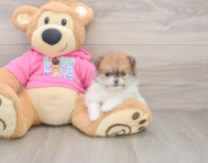 7 week old Pomeranian Puppy For Sale - Lone Star Pups