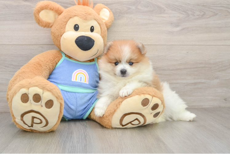 Little Pomeranian Baby