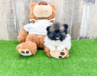 10 week old Pomeranian Puppy For Sale - Lone Star Pups