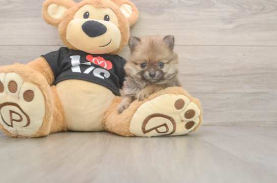 Popular Pomeranian Purebred Pup