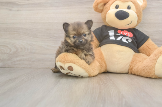 Best Pomeranian Baby