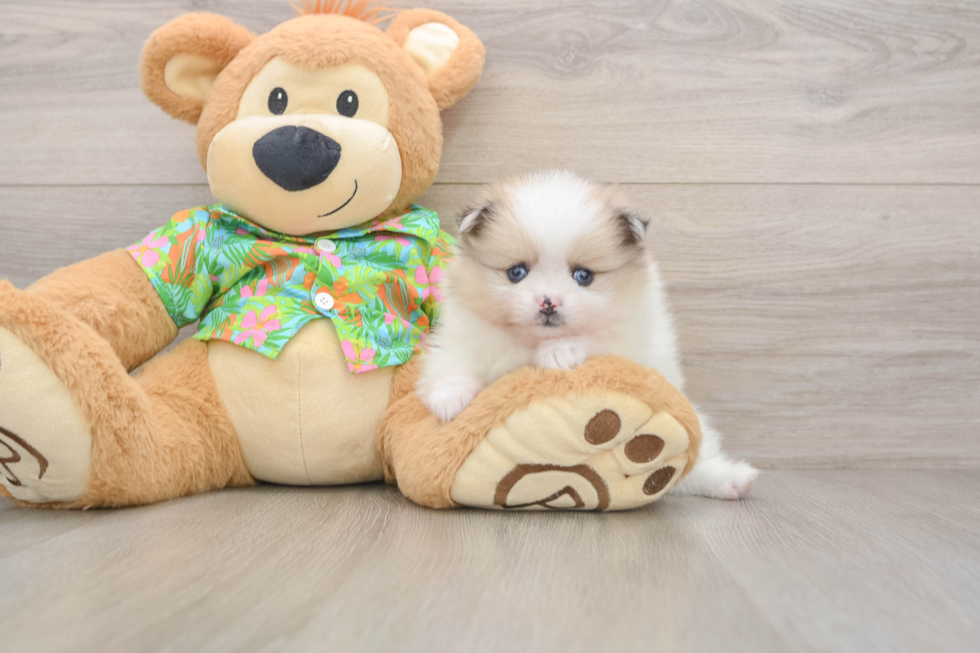 Adorable Pom Dog Purebred Puppy