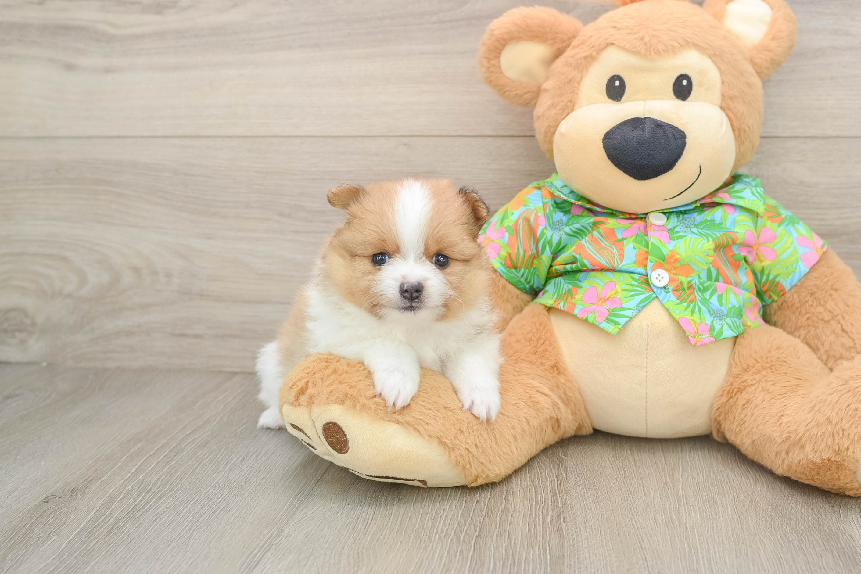Pomeranian Pup Being Cute